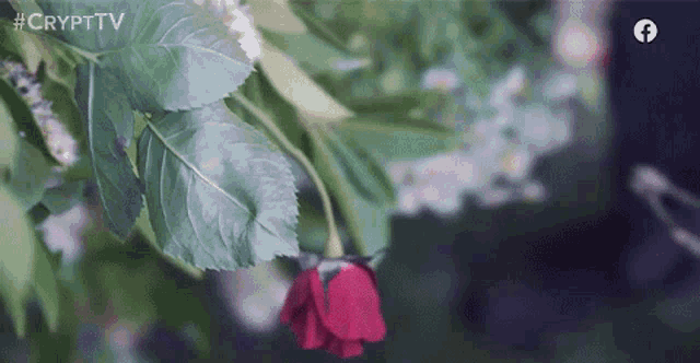 Growing Blooming GIF - Growing Blooming Rose GIFs