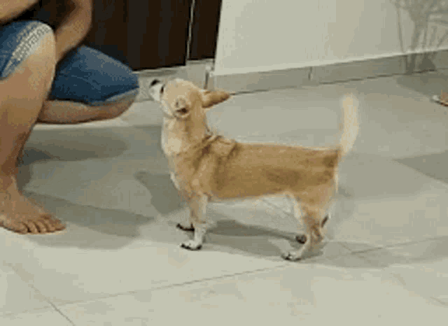 Bidun Dog GIF - Bidun Dog Cute GIFs