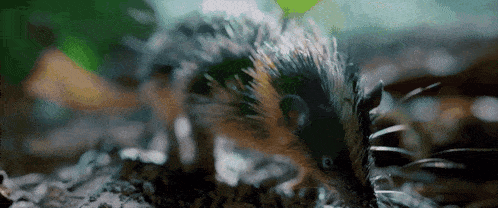 a close up of a rat eating a piece of food on the ground