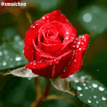 a close up of a red rose with water drops on it 's petals