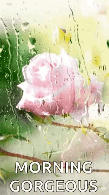 a pink rose with water drops on it and the words morning gorgeous
