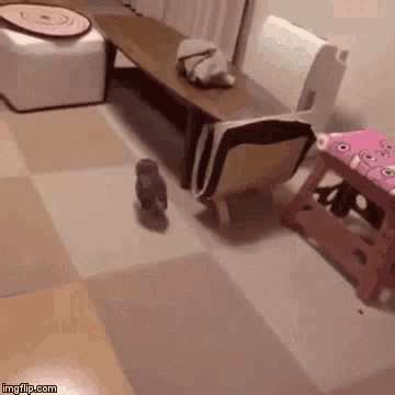 a rabbit is walking in a living room next to a bench and a pink stool .