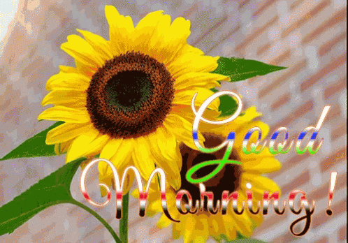 Good Morning Flowers GIF - Good Morning Flowers Sunflower GIFs