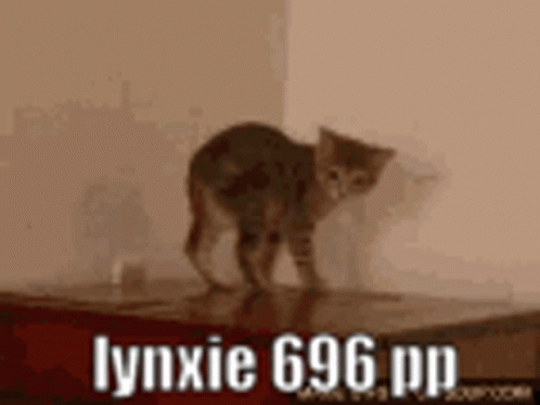 Lynxie Osu GIF
