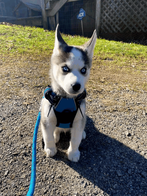 a husky puppy wearing a harness and leash