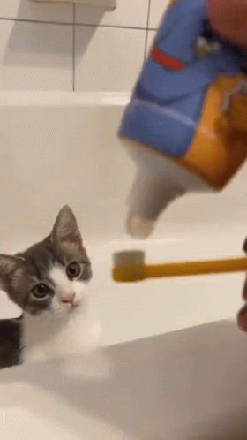 Cat Toothbrush GIF - Cat Toothbrush Brush Teeth GIFs