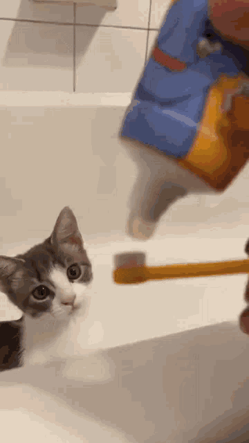 a cat is looking at a person brushing its teeth in a bathroom .