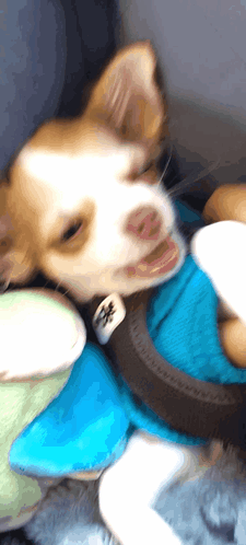 Smile Dog GIF - Smile Dog Chihuahua GIFs