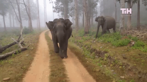 Running This Is Happening GIF - Running This Is Happening Elephant GIFs
