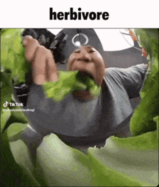 a man is eating a large leaf of lettuce with the caption herbivore