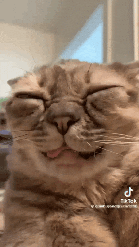 a close up of a cat 's face with its tongue out .