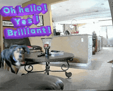 a dog standing in front of a table with the words oh hello yes brilliant on it