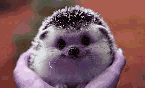a person is holding a small hedgehog in their hands and it looks like it is smiling .