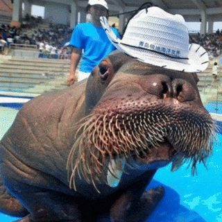 a walrus wearing a white hat with chinese characters