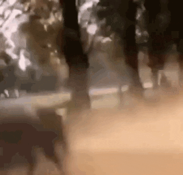 a blurry picture of a group of people standing in a forest .