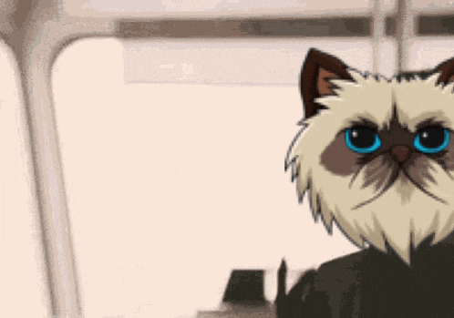 a cat with a beard and blue eyes is saying look at me