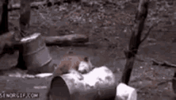 a squirrel is sitting on top of a trash can in the woods .
