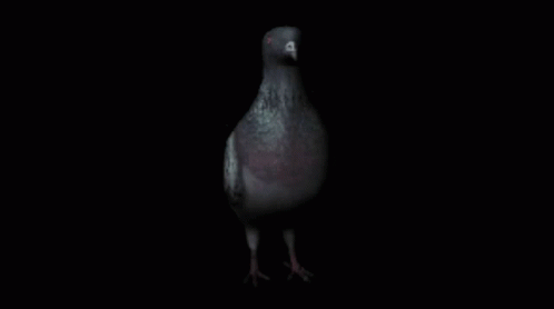 Pigeon Spinning GIF - Pigeon Spinning Loop GIFs