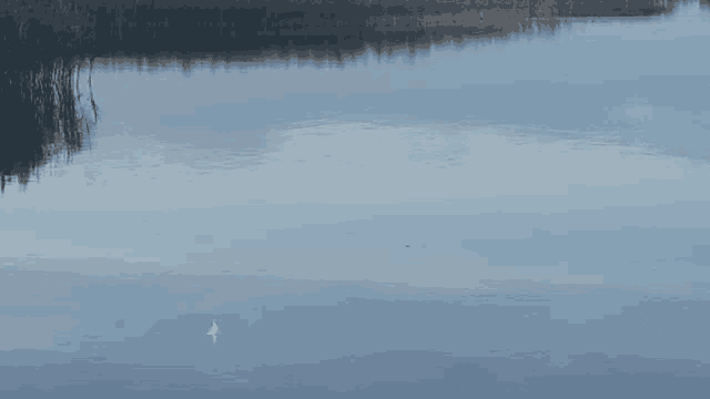 a bird is flying over a body of water with trees in the background