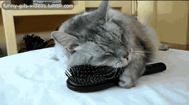 a cat laying on top of a brush with funny-gifs-videos.tumblr.com written on the bottom