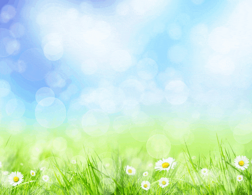 a field of daisies with a blue sky behind them
