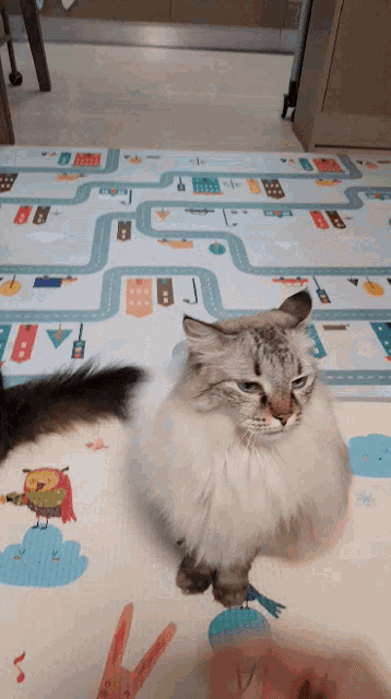 a fluffy cat sitting on a mat with a cartoon owl on it