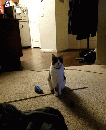 Cat Fetch GIF - Cat Fetch Play Time GIFs