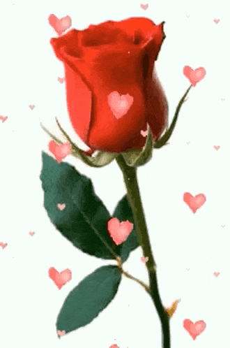 a red rose with hearts surrounding it on a white background .