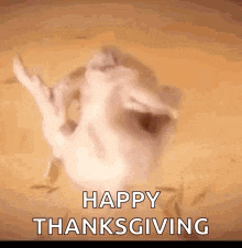 a happy thanksgiving greeting with a cat making a funny face .