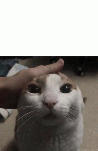Pet Cat Meme GIF - Pet Cat Meme GIFs