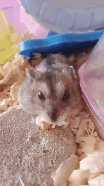 a hamster is sitting on a rock in a cage with a wheel in the background .