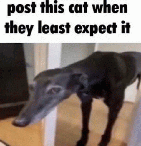 Post This Cat When They Least Expect It Cat Dog GIF - Post This Cat When They Least Expect It Cat Dog Dog Cat GIFs
