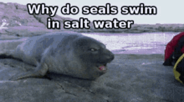 Funny Meme GIF - Funny Meme Seal GIFs