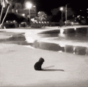 a black and white photo of a cat standing in the snow