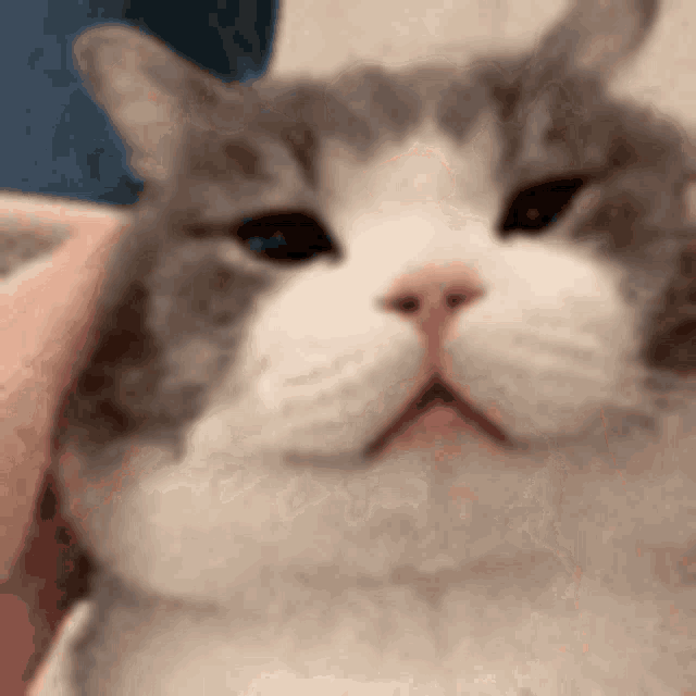 Cat Meme GIF - Cat Meme Cute GIFs