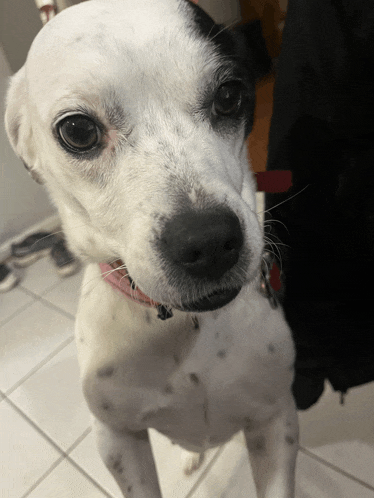 a close up of a black and white dog with a pink collar