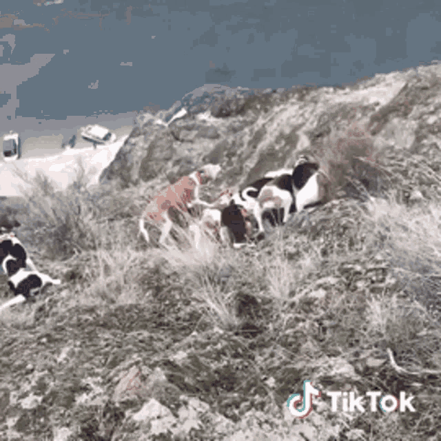 Cougar Dogs GIF - Cougar Dogs Wrong Kitty GIFs