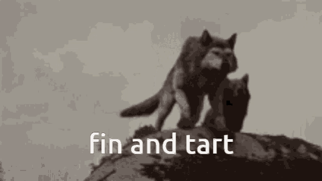 two wolves standing on top of a rock with the words fin and tart written on the bottom .