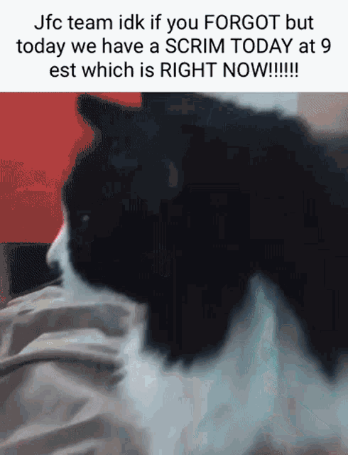 a black and white cat with a caption that says jfc team idk if you forgot but today we have a scrim