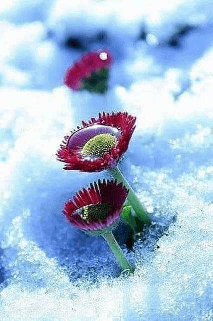 two flowers are growing out of the snow .