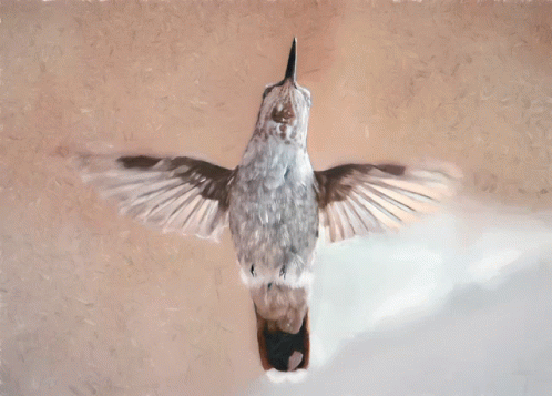 Hummingbird GIF - Hummingbird GIFs