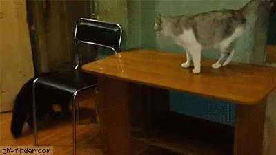 Cat Fail GIF - Cat Fail Animal GIFs