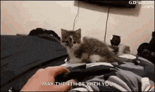 a kitten is sitting on a bed next to a person holding a remote control and saying may the 4th be with you