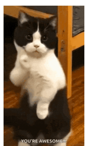 a black and white cat is standing on its hind legs and says " you 're awesome "
