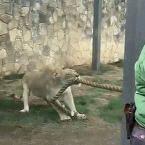 Lioness Pull GIF - Lioness Pull Rope GIFs