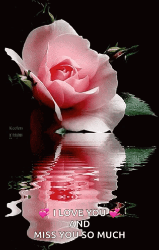 Flower Pink GIF - Flower Pink Water GIFs