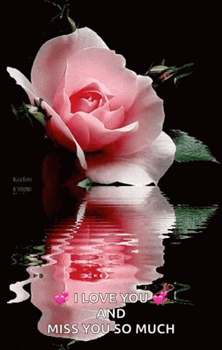 a pink rose is reflected in the water with the words i love you and miss you so much below it