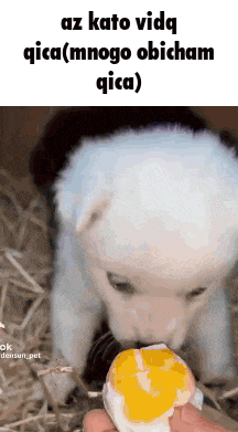 a white puppy is eating an egg from a person .