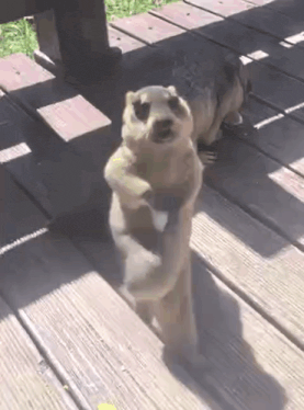two meerkats are standing on their hind legs on a wooden deck .