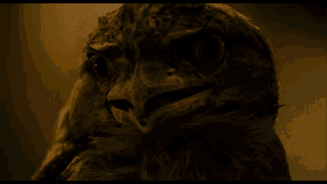 a close up of a bird 's face with a very dark background